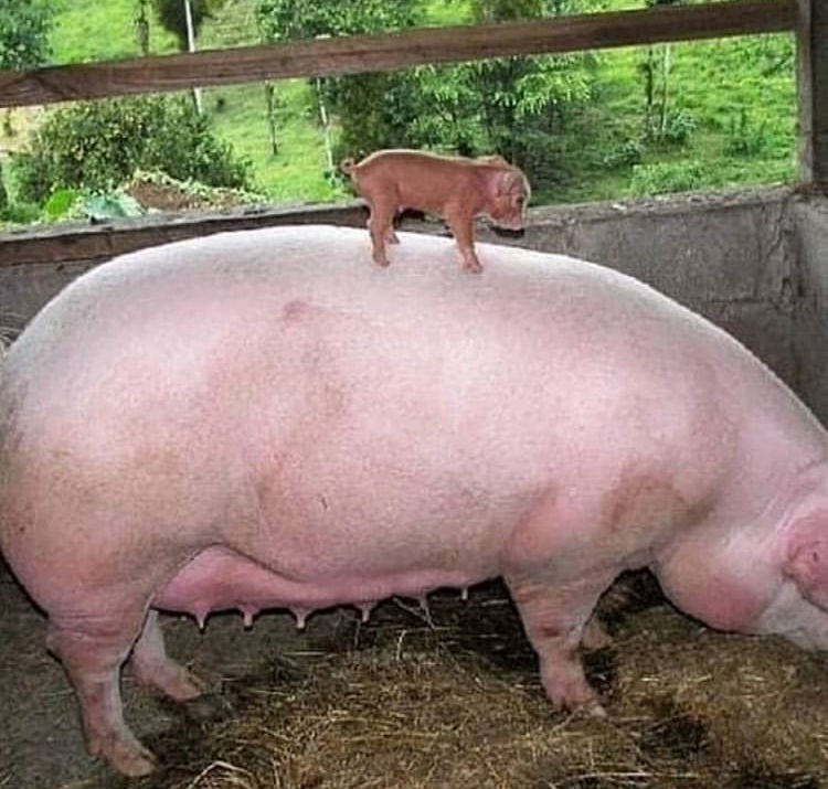 funny memes - baby pork pigs