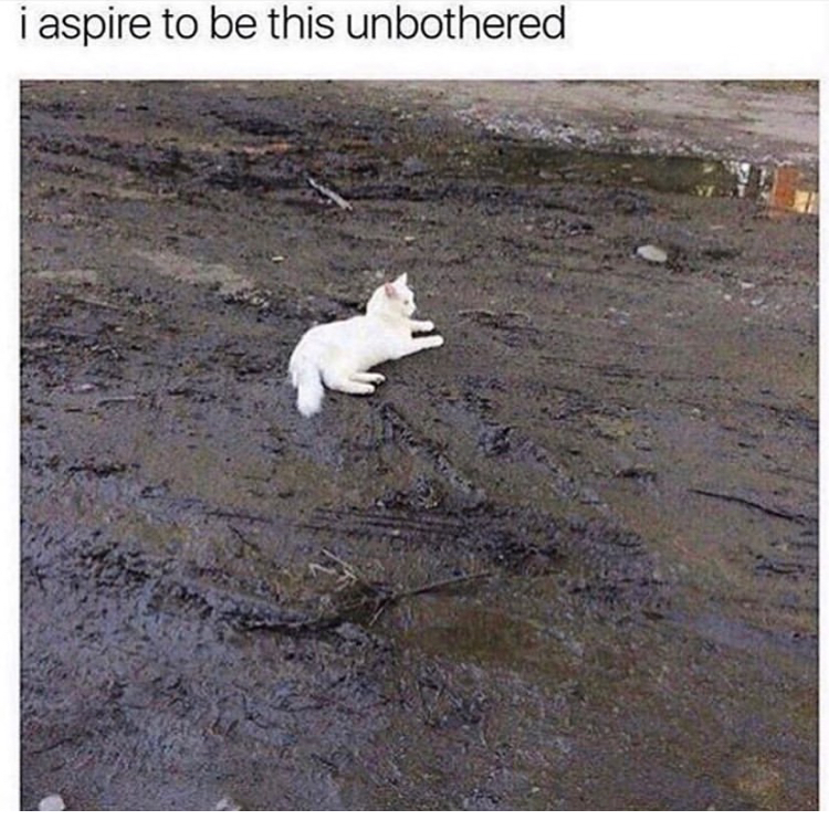 funny memes - white cat in mud - i aspire to be this unbothered