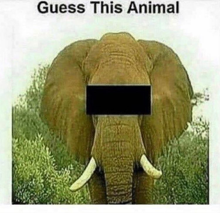 guess this animal elephant - Guess This Animal