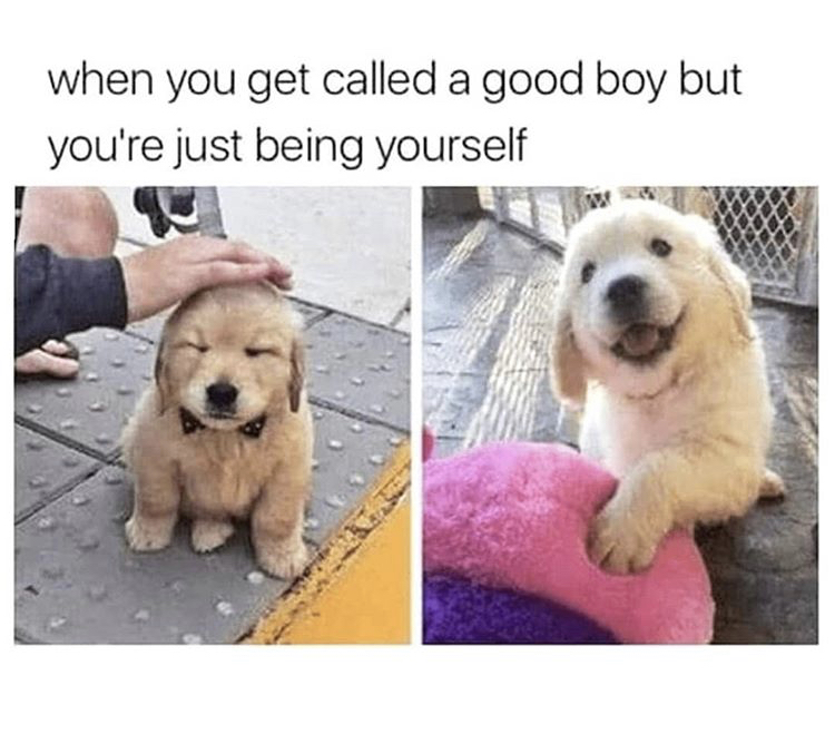 best wholesome memes - when you get called a good boy but you're just being yourself