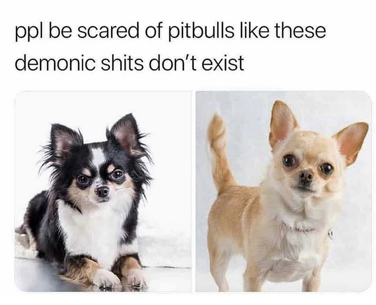 people be scared of pitbulls like these demonic shits don t exist - ppl be scared of pitbulls these demonic shits don't exist
