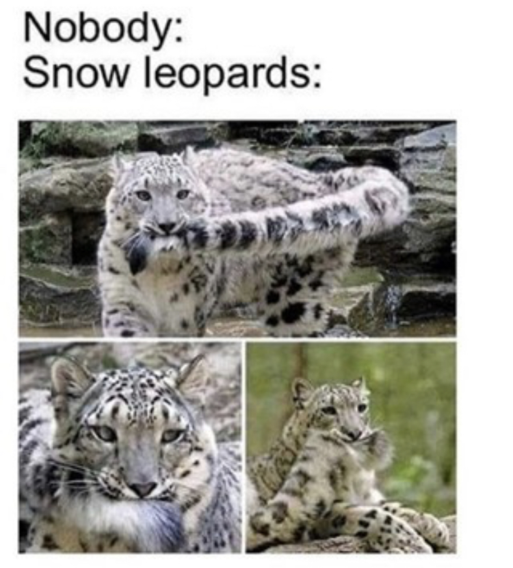 nobody snow leopard meme - Nobody Snow leopards