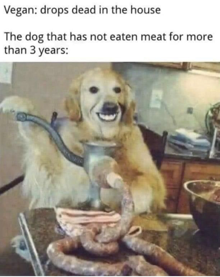 cursed dog - Vegan drops dead in the house The dog that has not eaten meat for more than 3 years