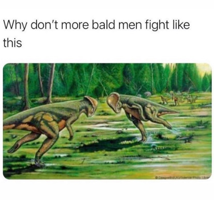 Pachycephalosaurus - Why don't more bald men fight this