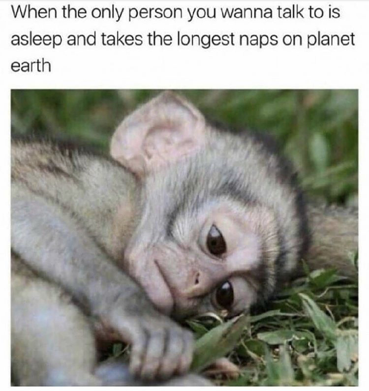 funny memes - only person you wanna talk - When the only person you wanna talk to is asleep and takes the longest naps on planet earth