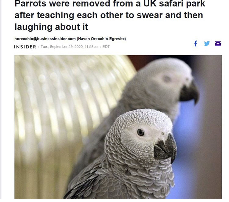 funny memes - Parrots were removed from a Uk safari park after teaching each other to swear and then laughing about it horecchio.com Haven OrecchioEgresitz Insider Tue., , Edt fy