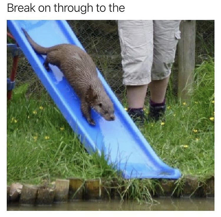 otter on a slide - Break on through to the
