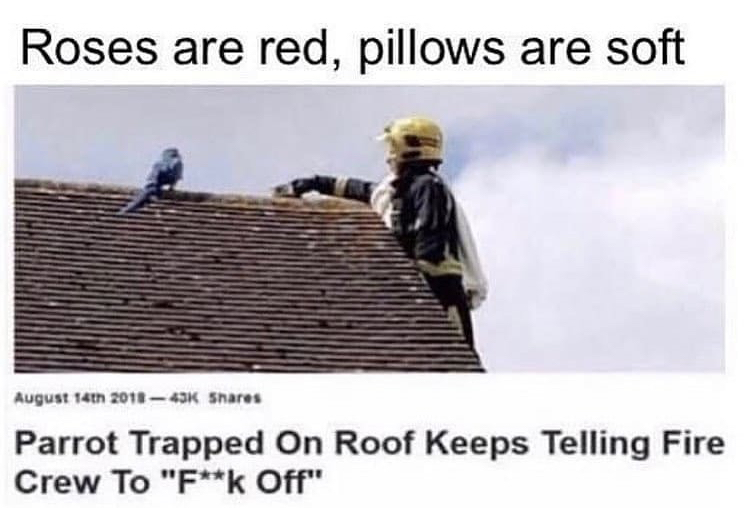 sackville baggins meme - Roses are red, pillows are soft 43K Parrot Trapped On Roof keeps Telling Fire Crew To "Fk Off"