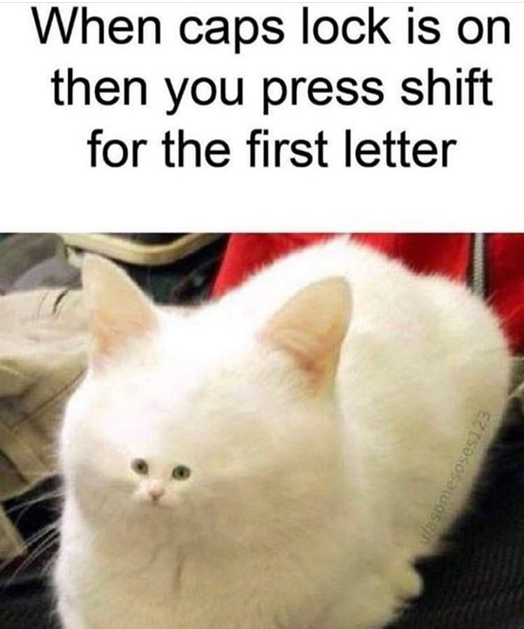 random memes cats - When caps lock is on then you press shift for the first letter glasomesoses123