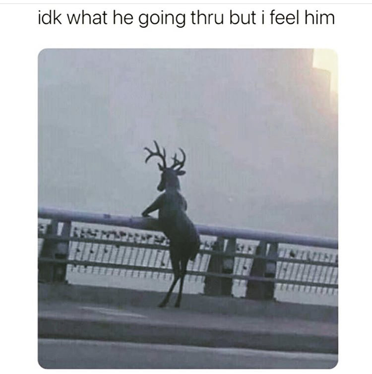 reindeer - idk what he going thru but i feel him