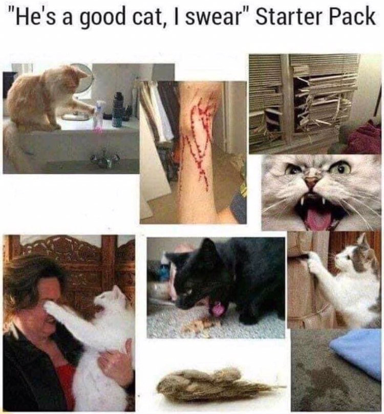 he's a good cat starter pack -
