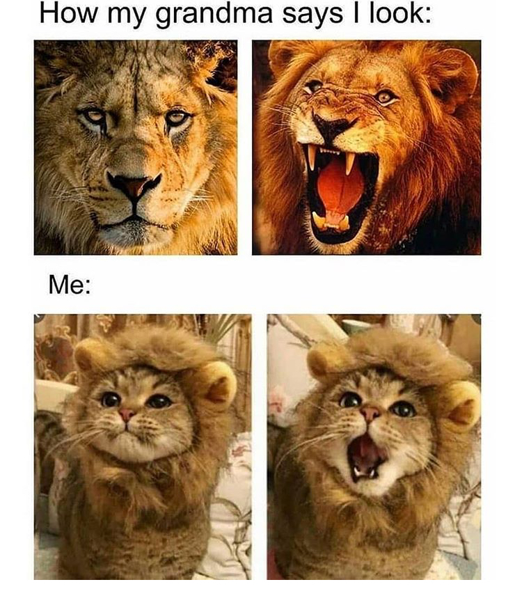 lion memes - How my grandma says I look Me