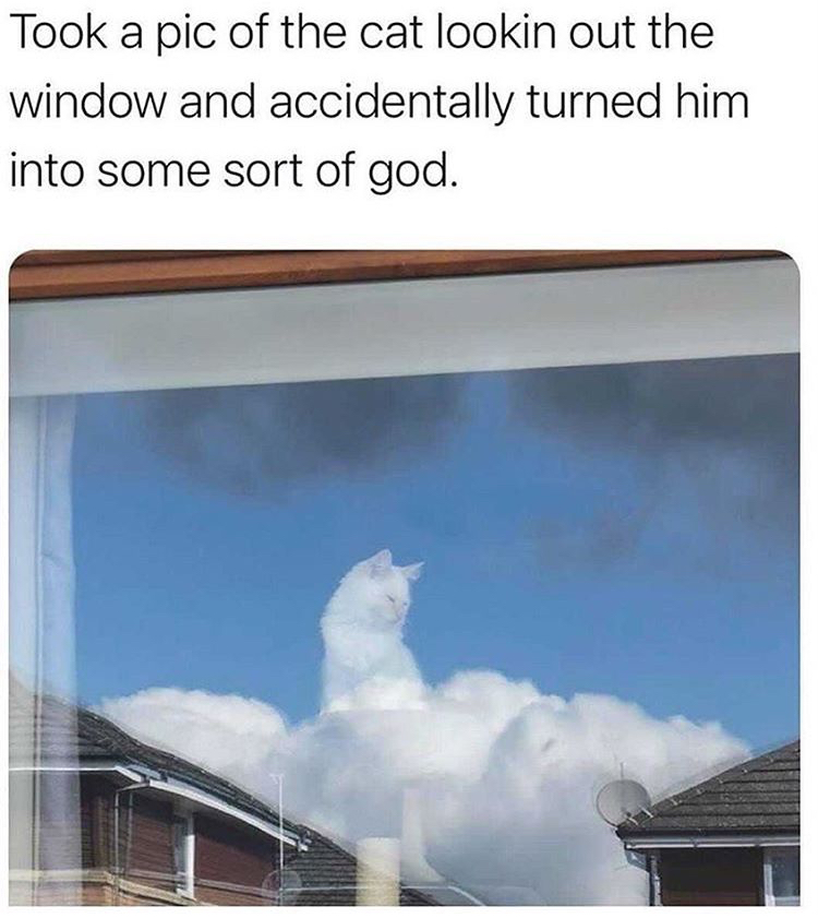 funny memes - Cat - Took a pic of the cat lookin out the window and accidentally turned him into some sort of god.