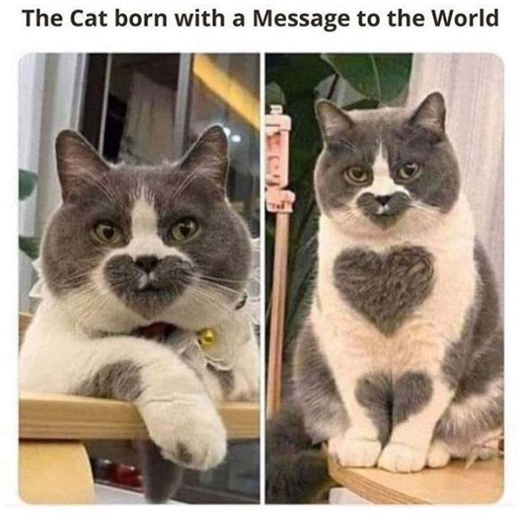 funny memes - The Cat born with a Message to the World