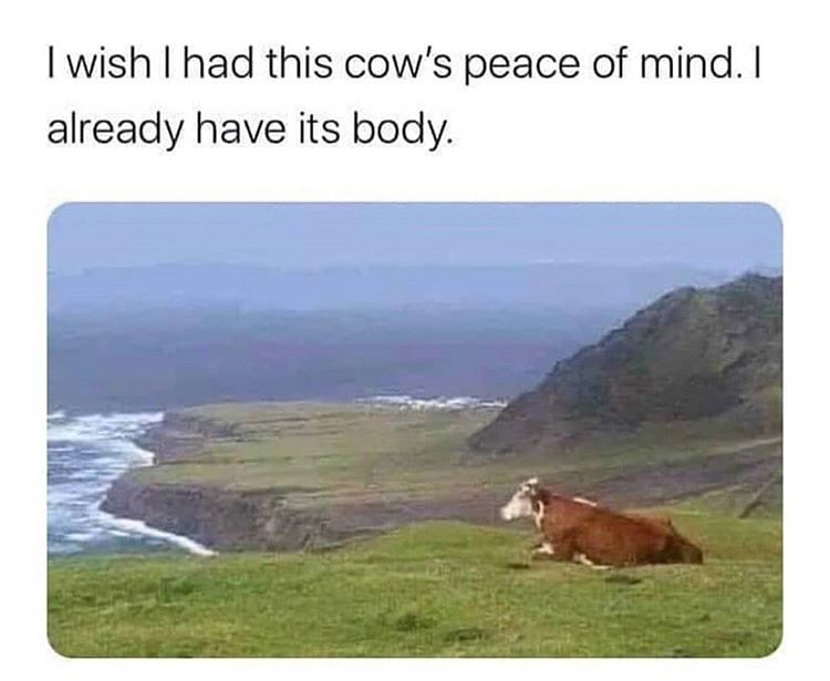 funny memes - wish i had this cow's peace - I wish I had this cow's peace of mind. I already have its body.