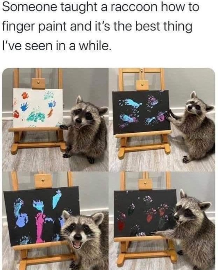 funny memes - raccoon finger paint - Someone taught a raccoon how to finger paint and it's the best thing I've seen in a while.