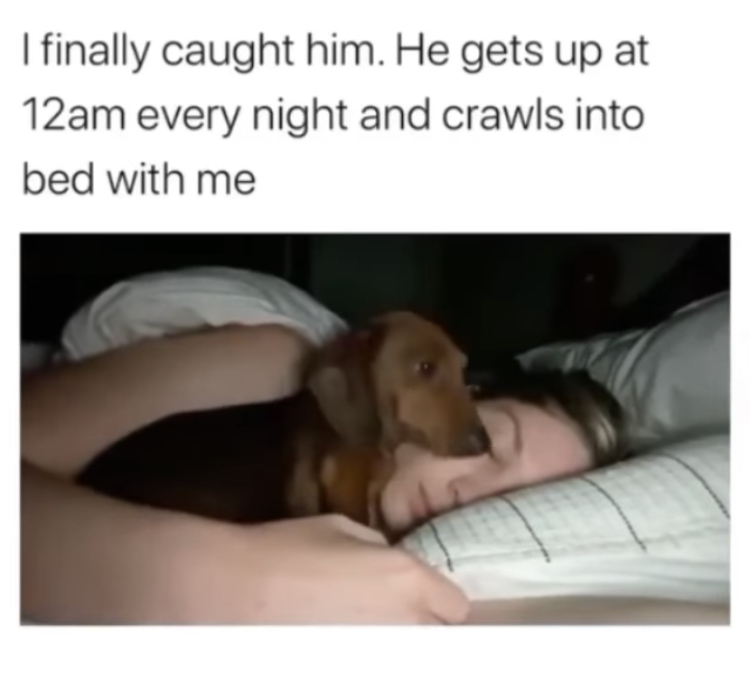 funny memes - I finally caught him. He gets up at 12am every night and crawls into bed with me