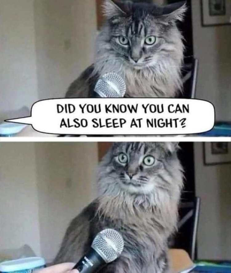 interview with cat - Did You Know You Can Also Sleep At Night?