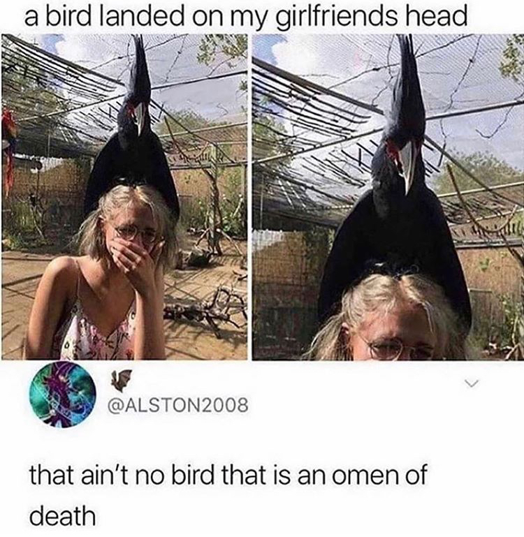 omen of death bird - a bird landed on my girlfriends head that ain't no bird that is an omen of death