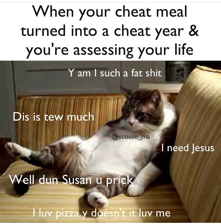 cat gifs - When your cheat meal turned into a cheat year & you're assessing your life Y am I such a fat shit Dis is tew much I need Jesus Well dun Susan u prick I luv pizza y doesn't it luv me