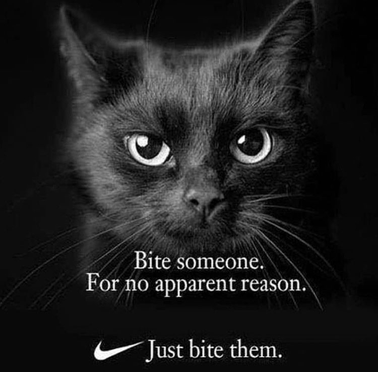 bite someone for no apparent reason - Bite someone. For no apparent reason. Just bite them.