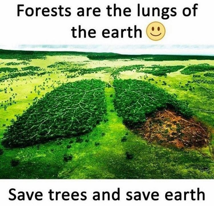 Forests are the lungs of the earth Save trees and save earth