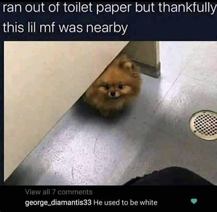 ran out of toilet paper but thankfully - ran out of toilet paper but thankfully this lil mf was nearby View all 7 george_diamantis33 He used to be white