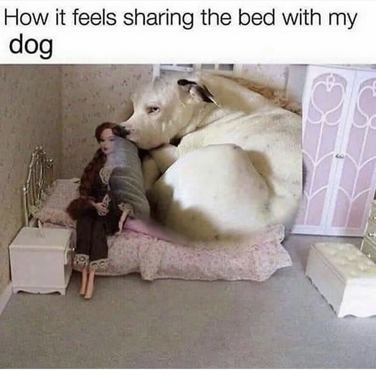 sharing a bed with a cat - How it feels sharing the bed with my dog