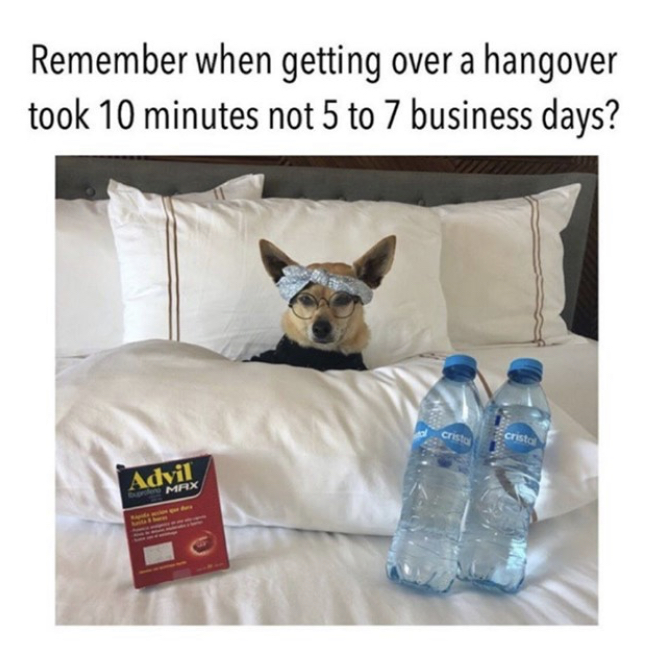 dog - Remember when getting over a hangover took 10 minutes not 5 to 7 business days? Cristo crista Advil