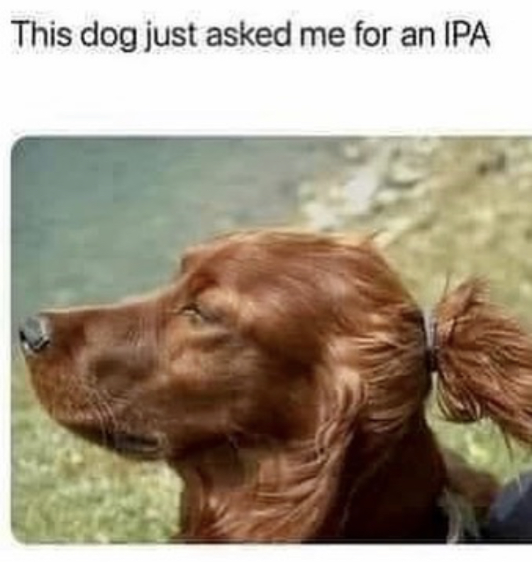funny memes - dog looks like he's vegan - This dog just asked me for an Ipa