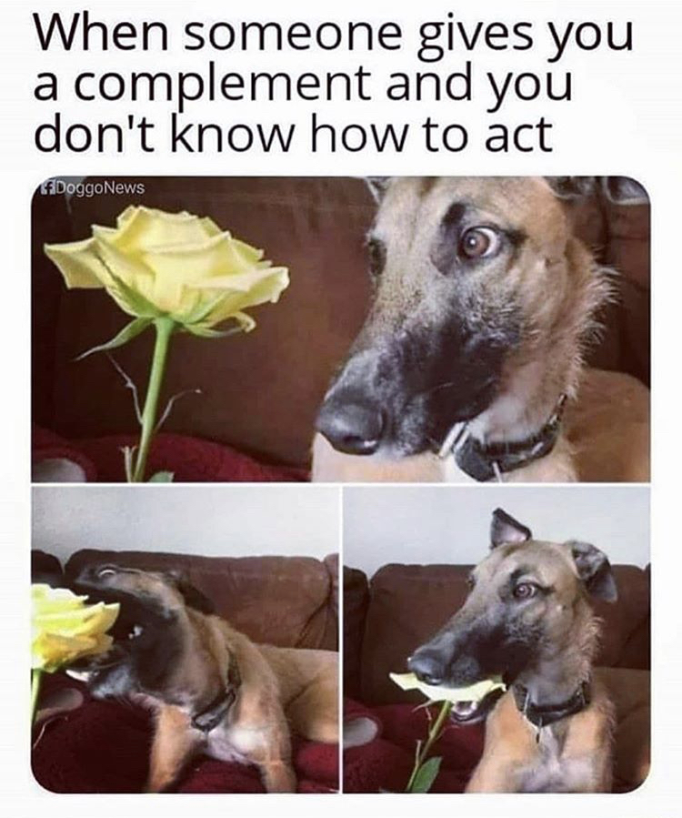 funny memes - can t take compliments memes - When someone gives you complement and you don't know how to act a DoggoNews
