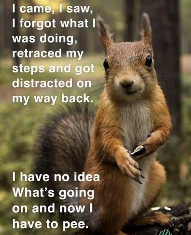 funny memes - photogenic squirrel - I came, I saw, I forgot what I was doing, retraced my steps and got distracted on my way back. I have no idea What's going on and now I have to pee. dh.