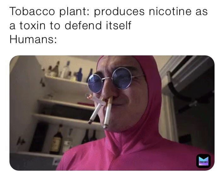 photo caption - Tobacco plant produces nicotine as a toxin to defend itself Humans Mehes