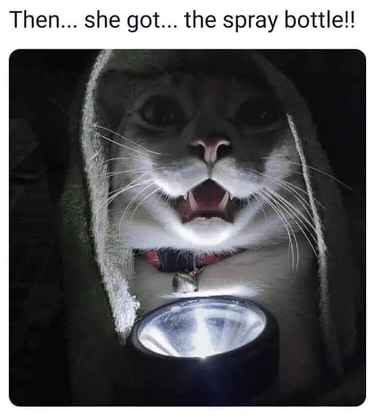 horror cat meme - Then... she got... the spray bottle!!