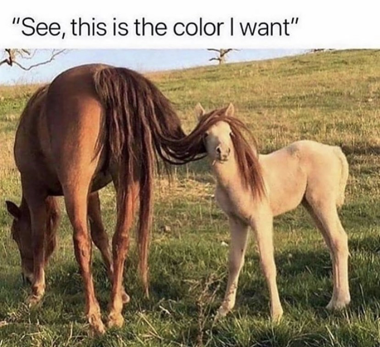animal funny horse memes - "See, this is the color I want"