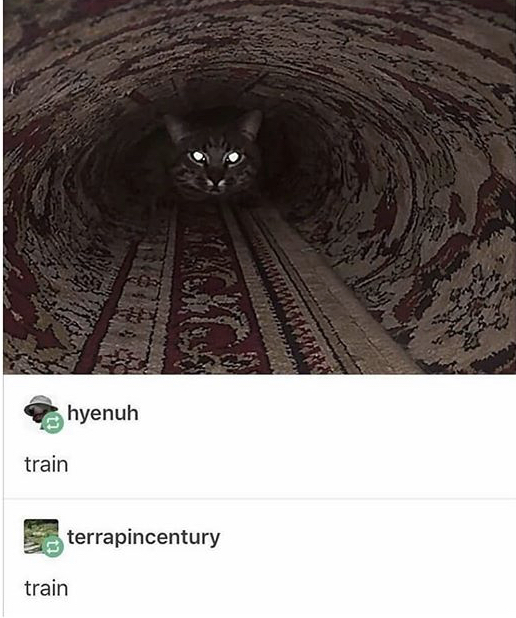 cat train tunnel