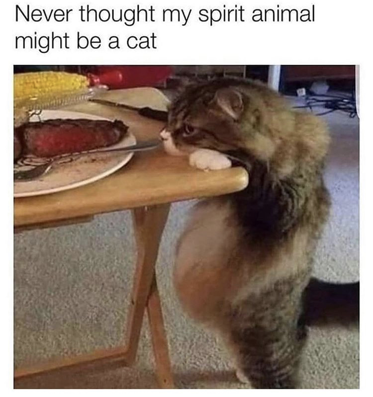 spirit animal cat funny - Never thought my spirit animal might be a cat