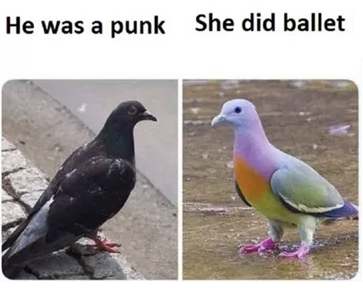 types of pigeons - He was a punk She did ballet