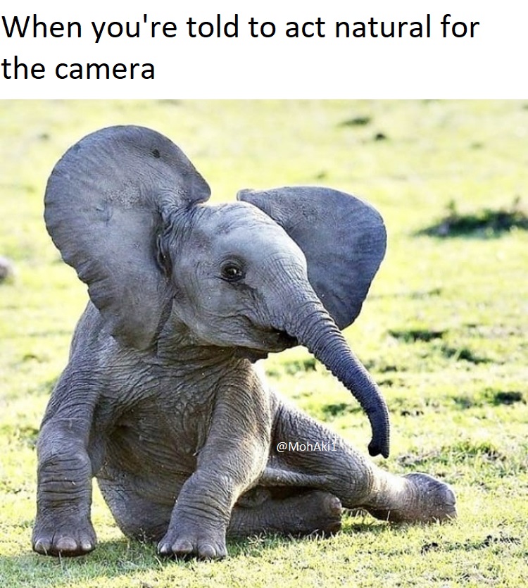 cute elephants - When you're told to act natural for the camera