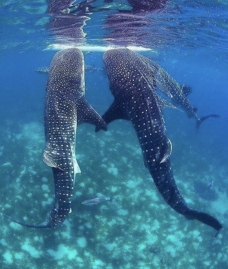 two whale sharks