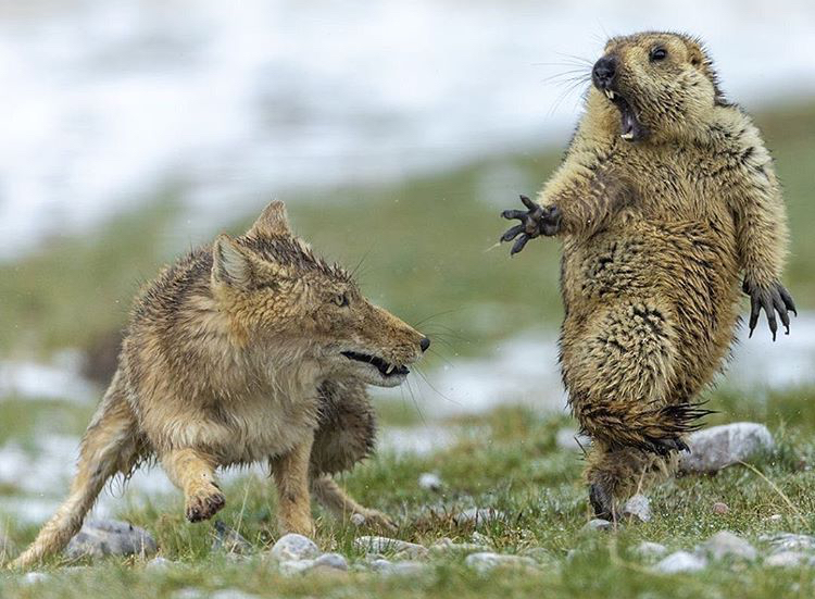 fox and marmot