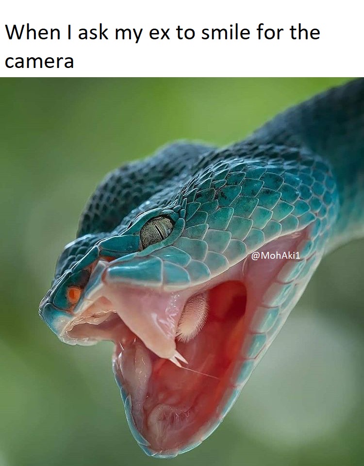 trimeresurus insularis tongue - When I ask my ex to smile for the camera