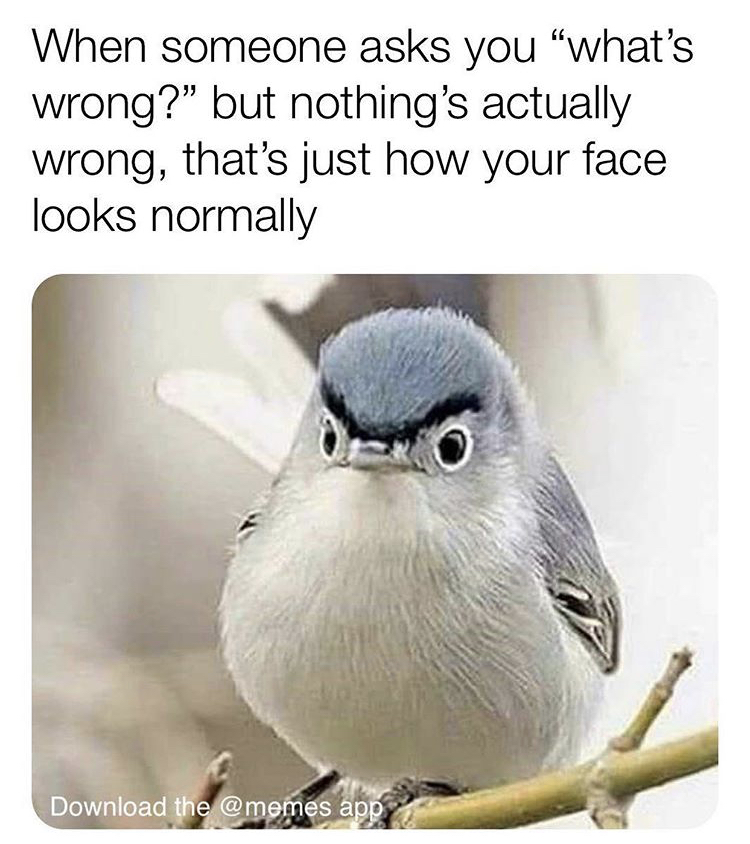 resting bird face - When someone asks you "what's wrong?" but nothing's actually wrong, that's just how your face looks normally Download the app