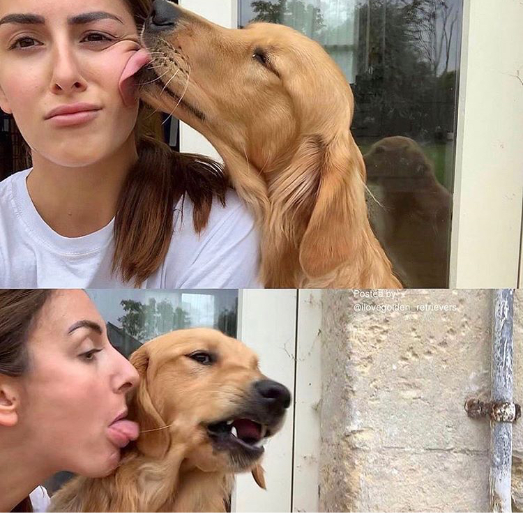 human licking dog back