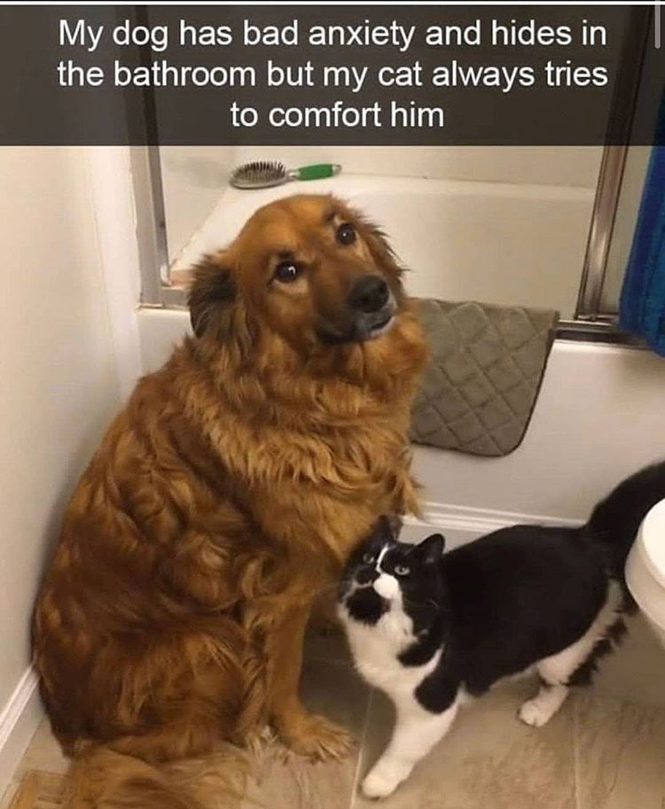 funny cat and dog snapchats - My dog has bad anxiety and hides in the bathroom but my cat always tries to comfort him
