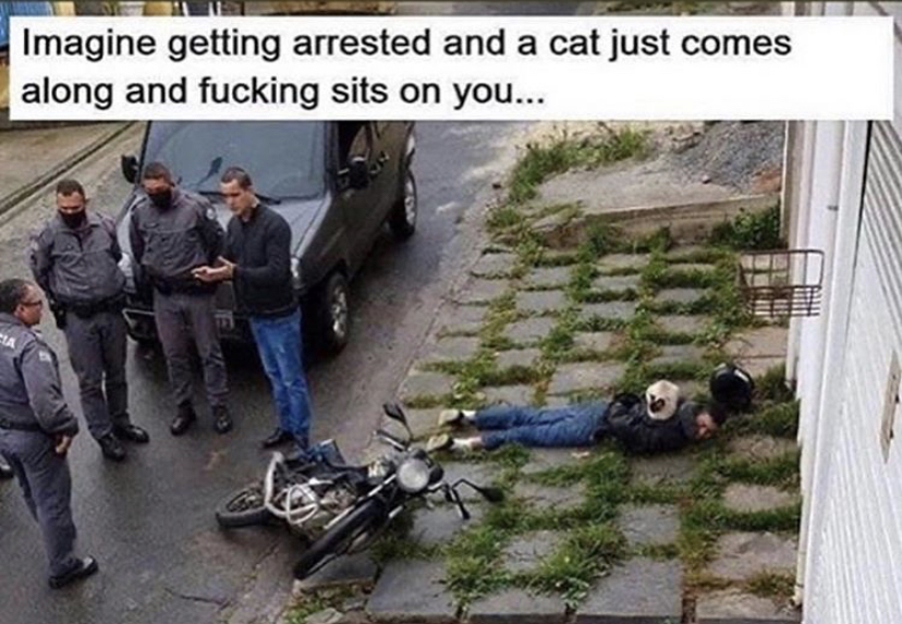 Imagine getting arrested and a cat just comes along and fucking sits on you...