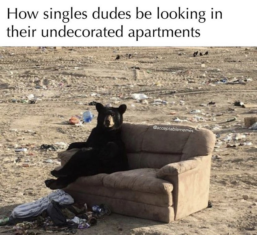 bear in chair - How singles dudes be looking in their undecorated apartments Cacceptablememes