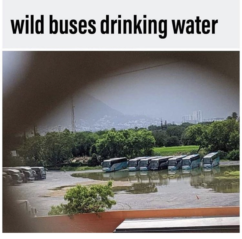 water resources - wild buses drinking water