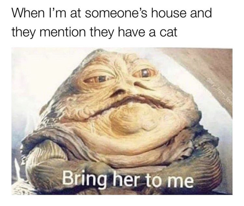 bring her to me cat meme - When I'm at someone's house and they mention they have a cat Bring her to me