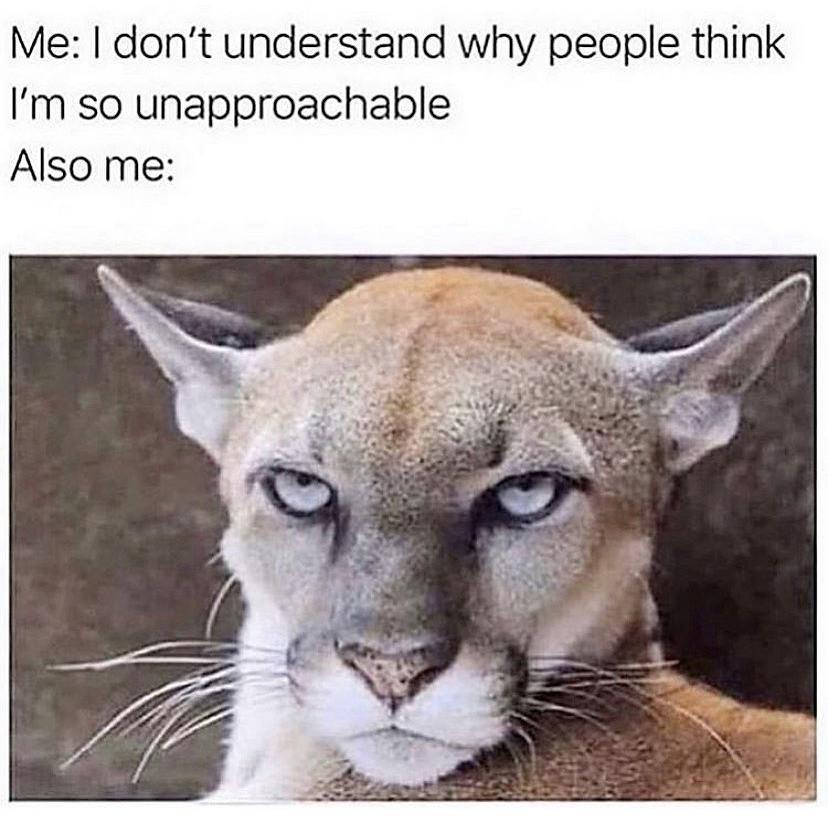 introvert meme - Me I don't understand why people think I'm so unapproachable Also me